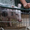 EM: Latvijas dzīvo cūku importa aizliegums Krievijā ir nepamatots