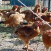 Putnu gaļai tirgus aug, cenas samazinās
