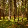 Meža produkcijas eksports divos mēnešos palielinājies par 4,3%