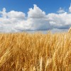 2020. gadā iegūta rekordliela graudu kopraža un augstākā ražība
