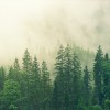 “Latvijas valsts mežu” 250 miljonu vērtos iepirkumus savā kontrolē grib pārņemt valdes loceklis Jānis Lapiņš
