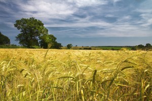 Ripening Barley