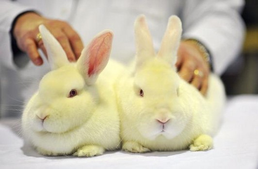 Animal Enthusiasts Enjoy The UK's Rabbit Grand National