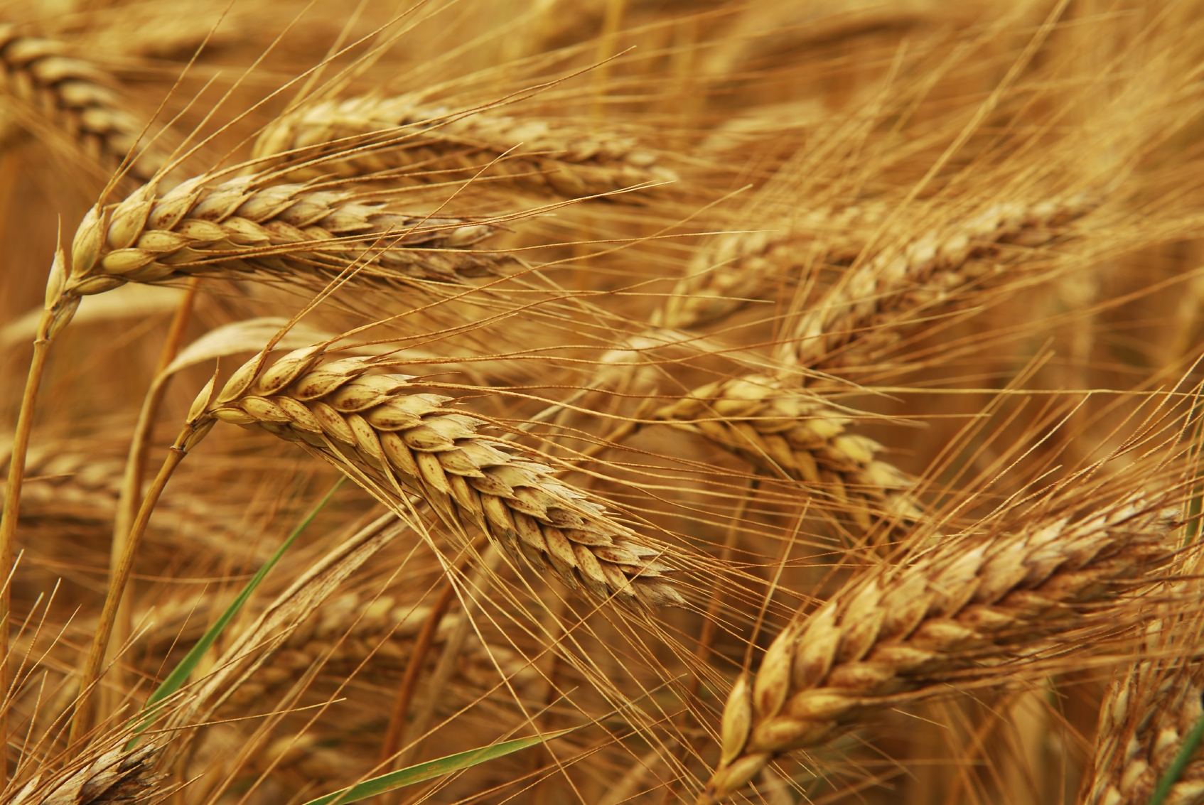 Golden wheat growing in a farm field, closeup on ears