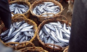 fishery-contributes-3-10-percent-to-gross-domestic-product-gdp