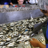 Latvijā ieradīsies Krievijas inspektori, kas pārbaudīs zvejas pārstrādes uzņēmumus