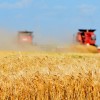 Pārtikas kviešu cena Latvijā gada laikā kritusies par 24%