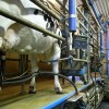 Igaunijas piena pārstrādātāji uzskata lietuviešus par aizvien lielākiem konkurentiem