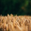 Rinkēvičs: Nodrošinot Ukrainas graudu eksportu, jāņem vērā Ukrainas intereses un drošības apsvērumi